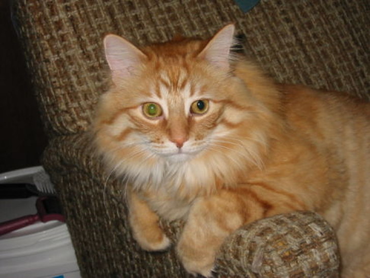 Picture of a cat / kitten / feline