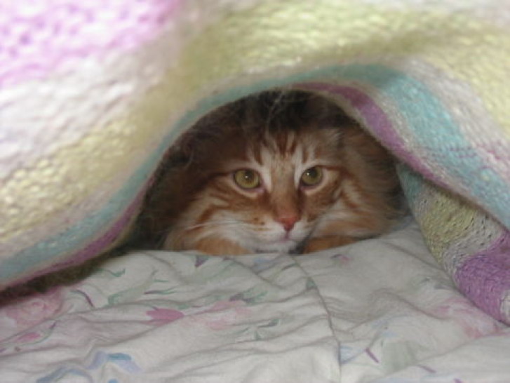 Picture of a cat / kitten / feline