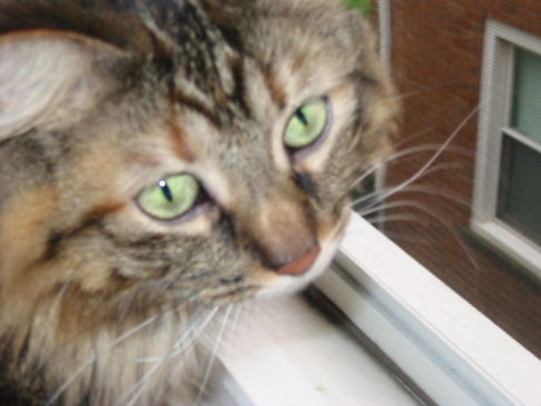 Picture of a cat / kitten / feline