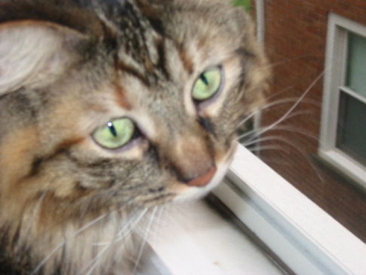 Picture of a cat / kitten / feline