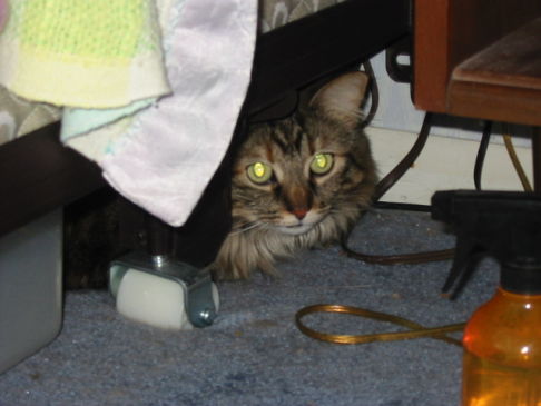 Picture of a cat / kitten / feline