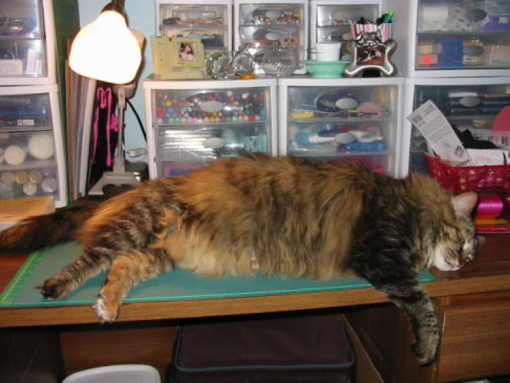 Picture of a cat / kitten / feline