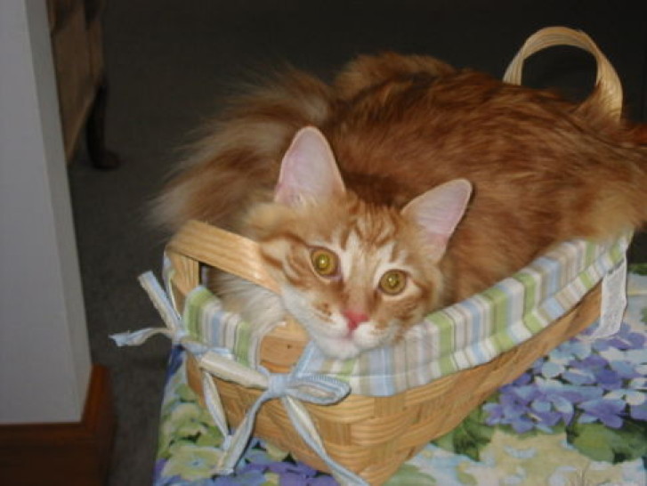 Picture of a cat / kitten / feline