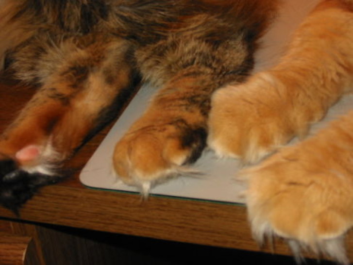 Picture of a cat / kitten / feline