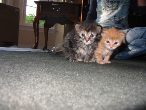 Picture of a cat / kitten / feline