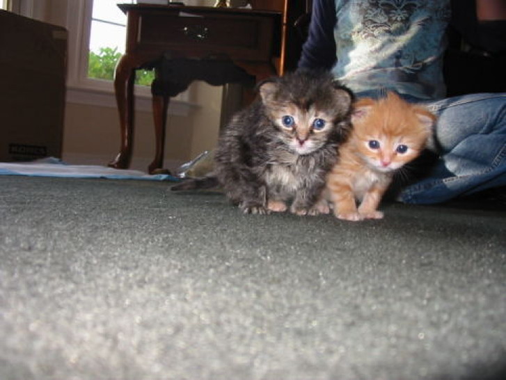 Picture of a cat / kitten / feline