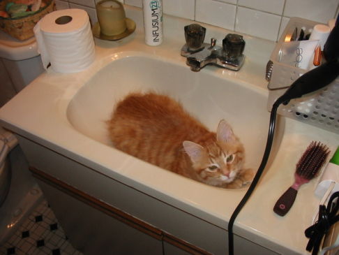 Picture of a cat / kitten / feline