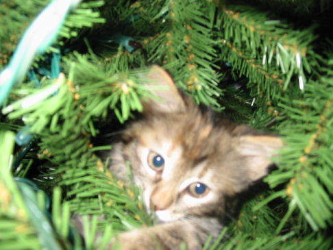 Picture of a cat / kitten / feline