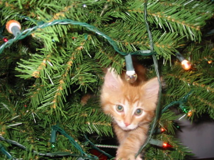 Picture of a cat / kitten / feline