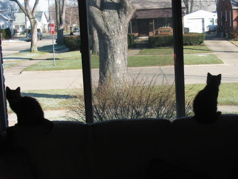 Picture of a cat / kitten / feline