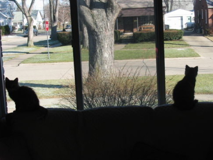 Picture of a cat / kitten / feline