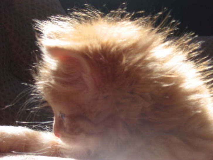 Picture of a cat / kitten / feline