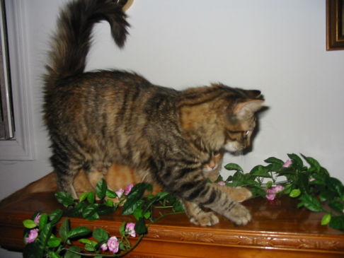 Picture of a cat / kitten / feline