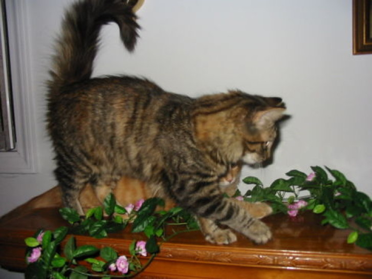 Picture of a cat / kitten / feline