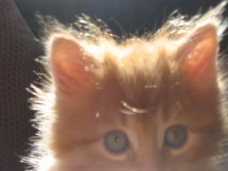 Picture of a cat / kitten / feline