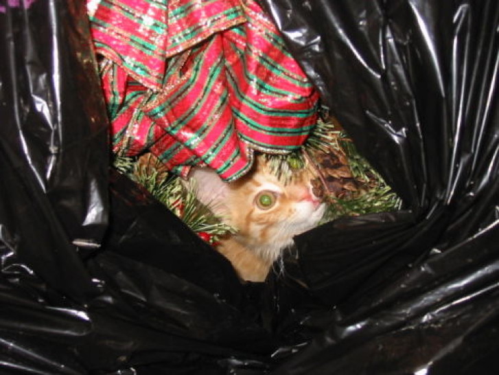 Picture of a cat / kitten / feline