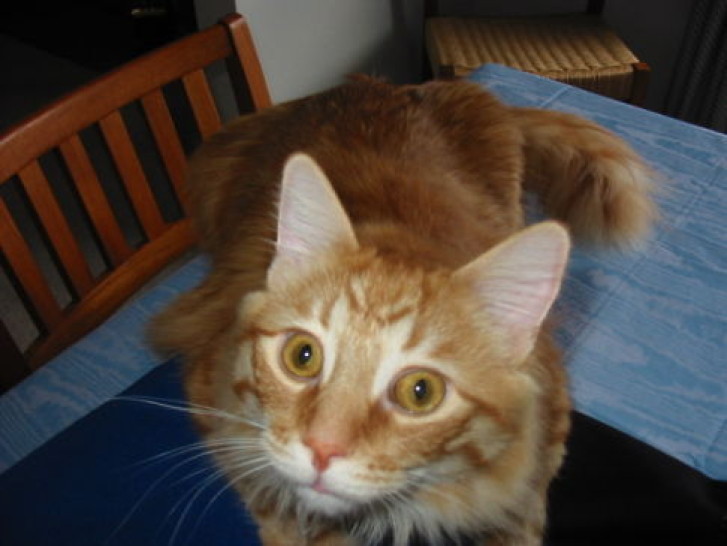 Picture of a cat / kitten / feline