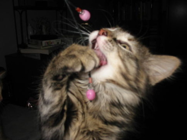 Picture of a cat / kitten / feline