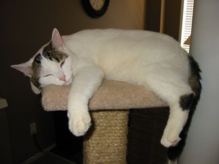 Picture of a cat / kitten / feline