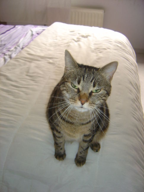 Picture of a cat / kitten / feline