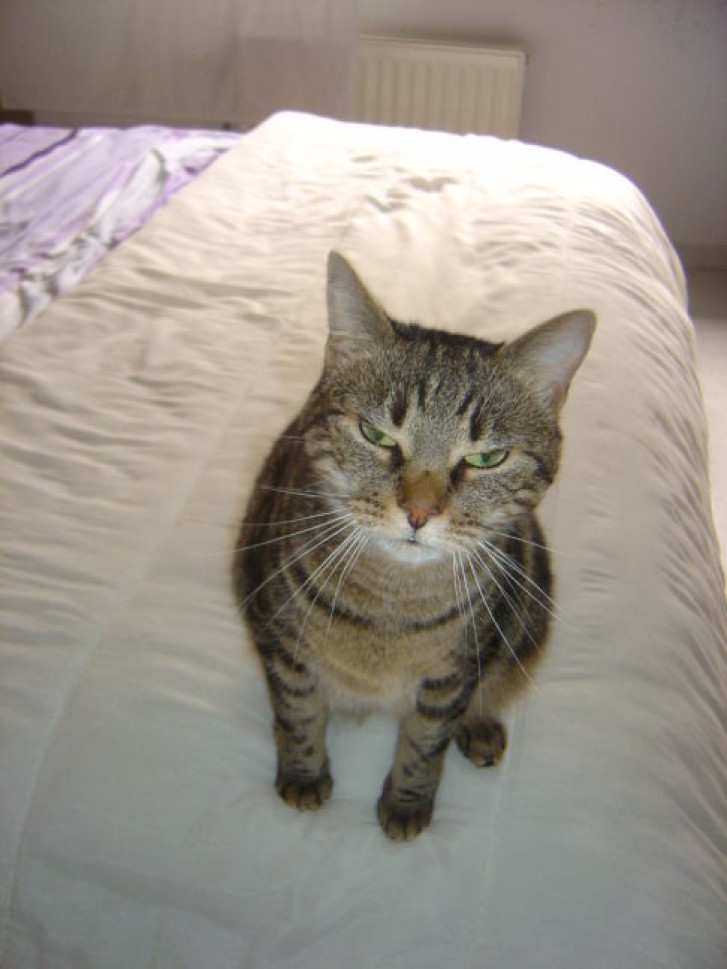 Picture of a cat / kitten / feline