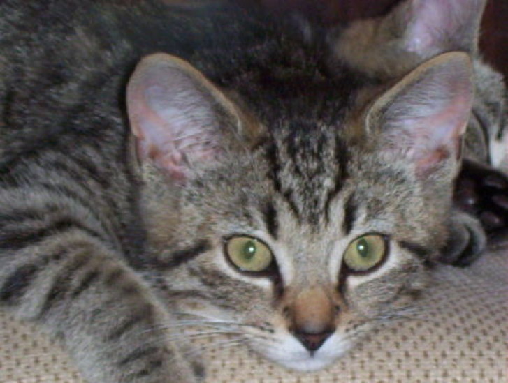 Picture of a cat / kitten / feline