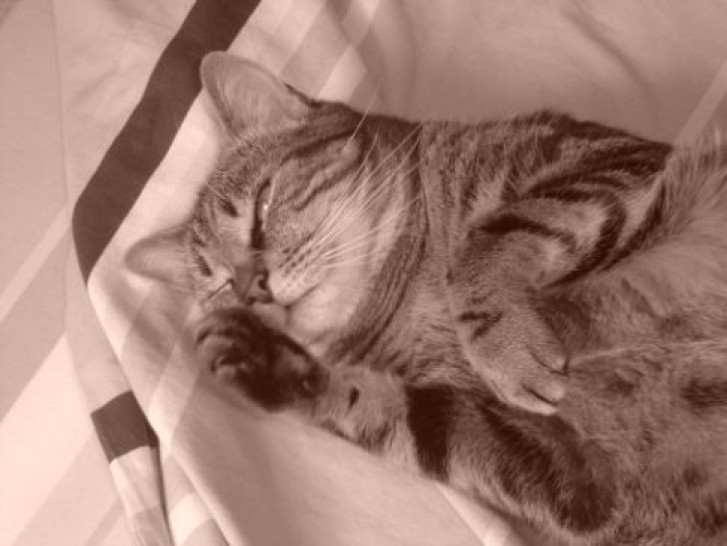 Picture of a cat / kitten / feline