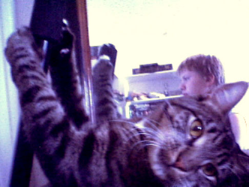 Picture of a cat / kitten / feline