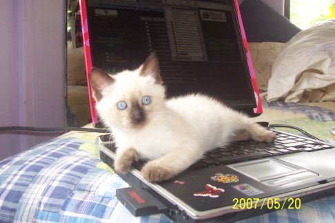 Picture of a cat / kitten / feline