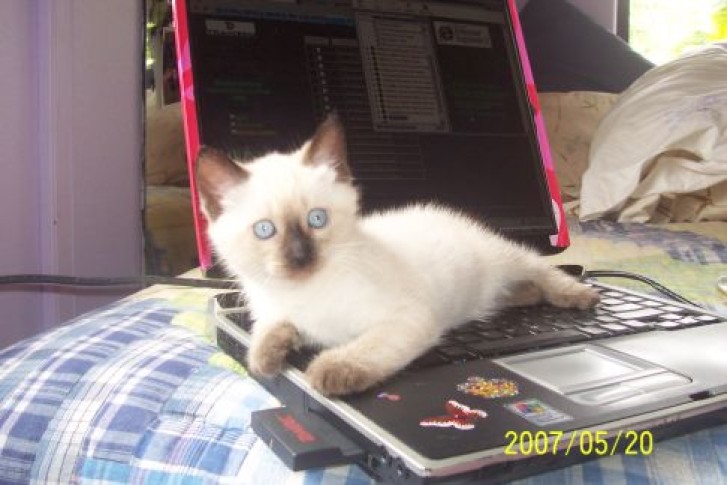 Picture of a cat / kitten / feline