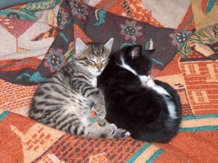 Picture of a cat / kitten / feline