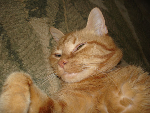 Picture of a cat / kitten / feline