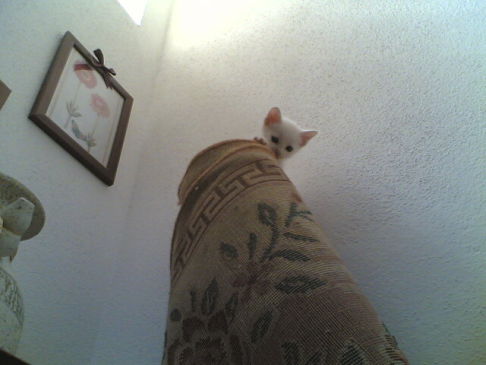 Picture of a cat / kitten / feline