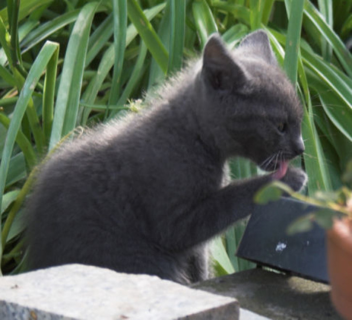 Picture of a cat / kitten / feline