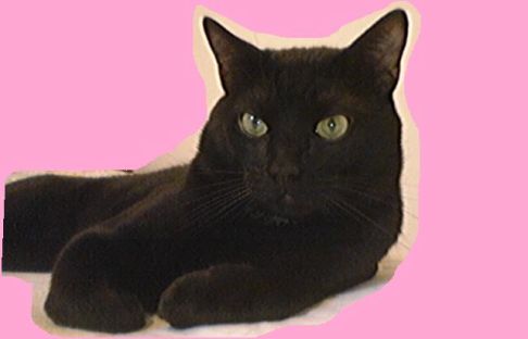 Picture of a cat / kitten / feline