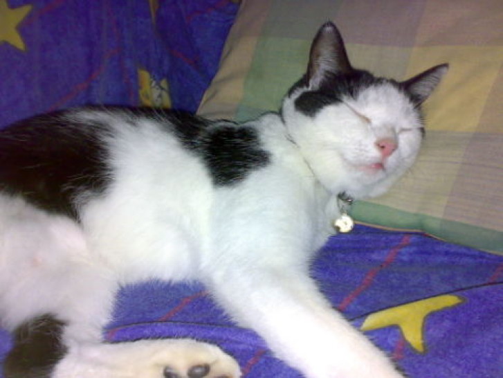 Picture of a cat / kitten / feline