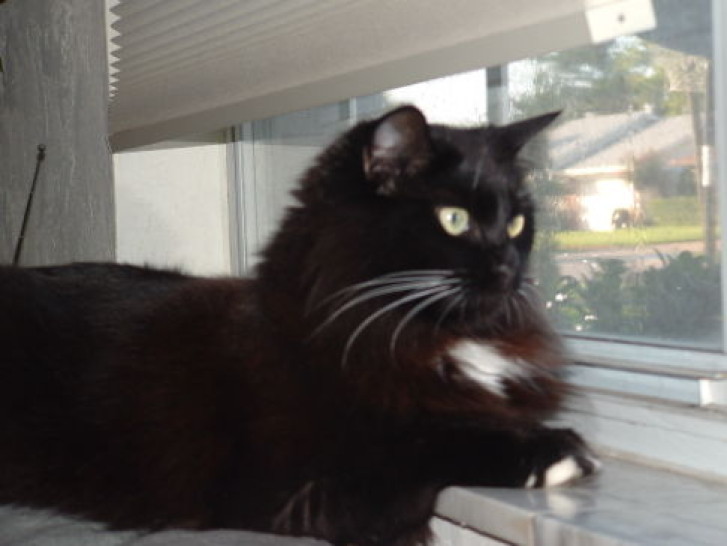 Picture of a cat / kitten / feline