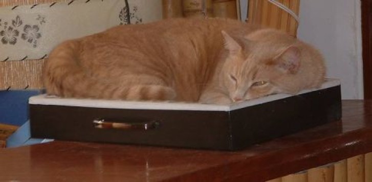 Picture of a cat / kitten / feline