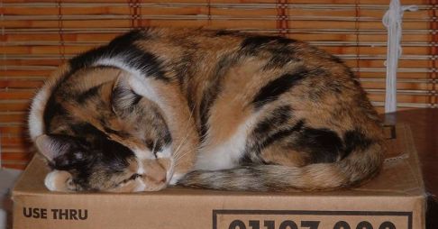 Picture of a cat / kitten / feline