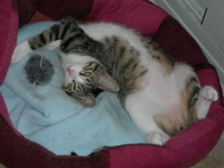 Picture of a cat / kitten / feline