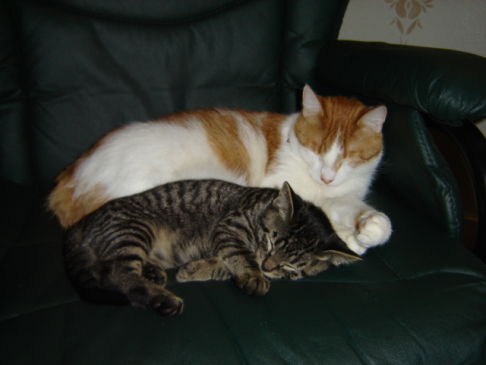 Picture of a cat / kitten / feline