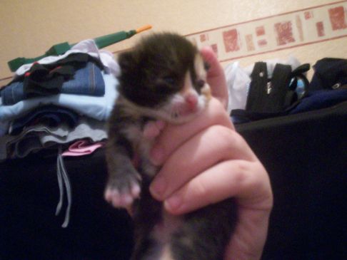 Picture of a cat / kitten / feline