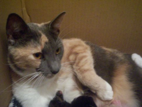 Picture of a cat / kitten / feline