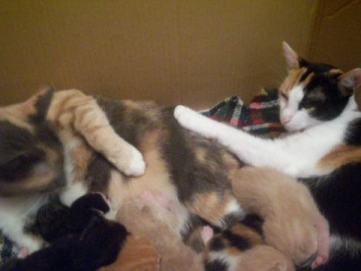 Picture of a cat / kitten / feline