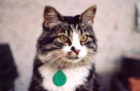 Picture of a cat / kitten / feline