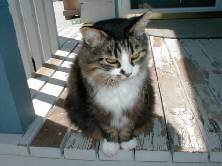 Picture of a cat / kitten / feline