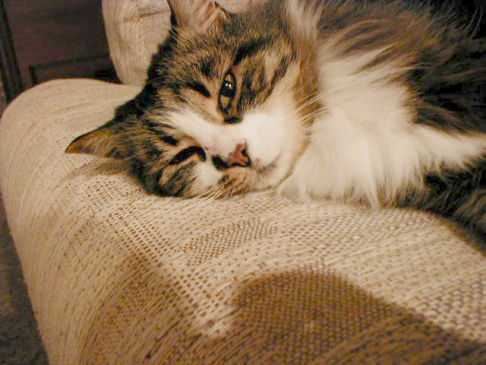 Picture of a cat / kitten / feline