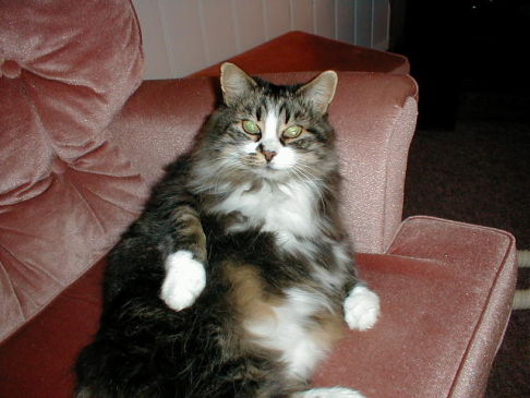 Picture of a cat / kitten / feline