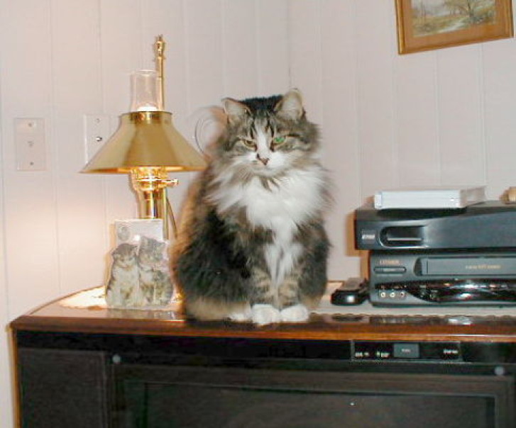 Picture of a cat / kitten / feline