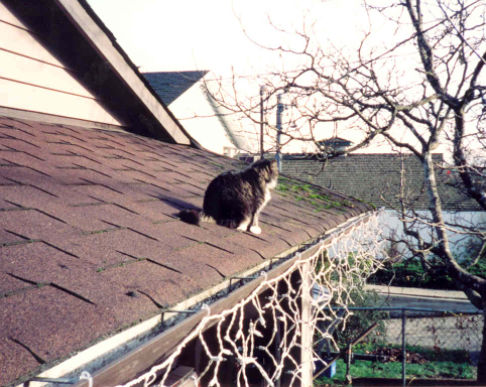 Picture of a cat / kitten / feline